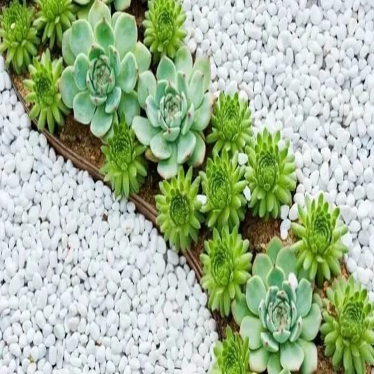 Pedra Dolomita Branca N° 2 Para Jardim 4kg Branco 3 Cm 4 Cm