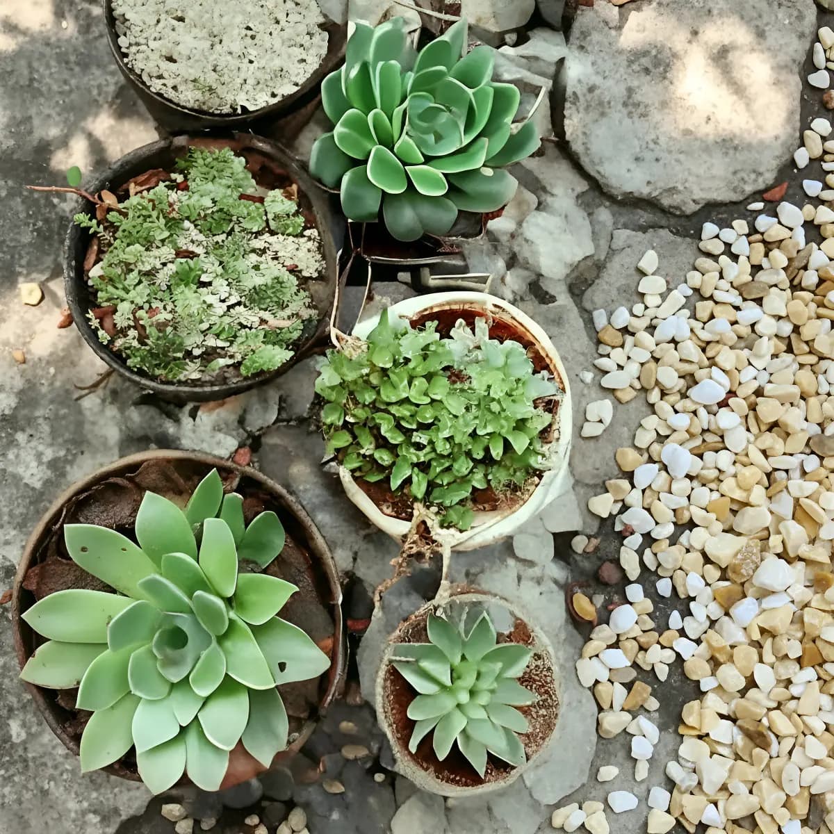 Pedras Pedrisco Palha Ornamentais Jardim Fontes Nº1 - 5kg. Palha 5 Mm 1 Cm